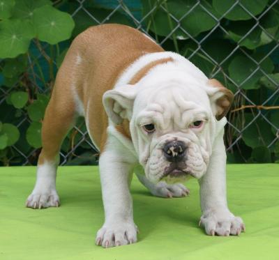 Bulldog