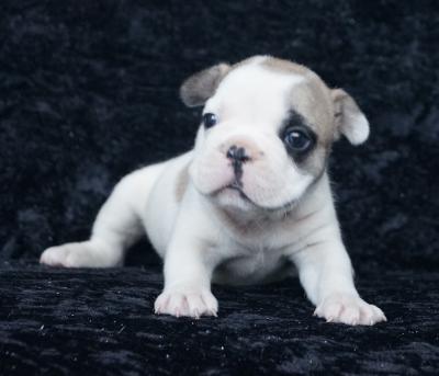 Bulldog