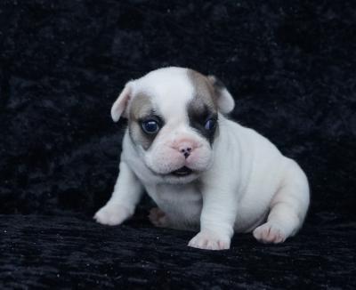 Bulldog