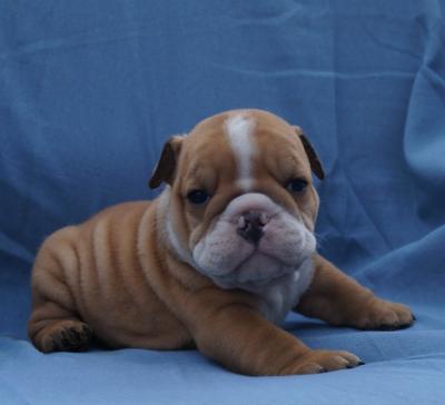 Bulldog