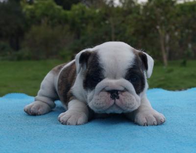 Bulldog