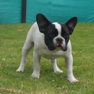 Bulldog