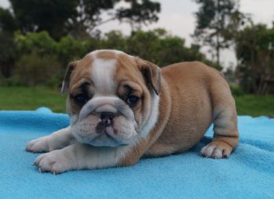 Bulldog