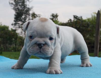 Bulldog