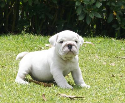 Bulldog