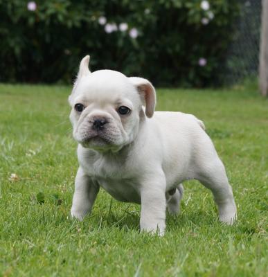 Bulldog