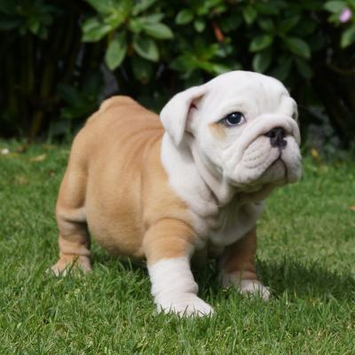 Bulldog