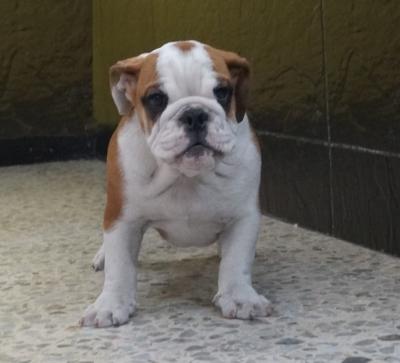 Bulldog