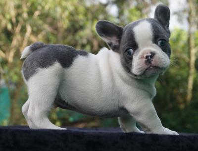Bulldog