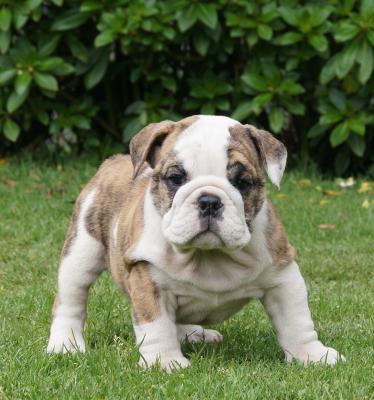 Bulldog