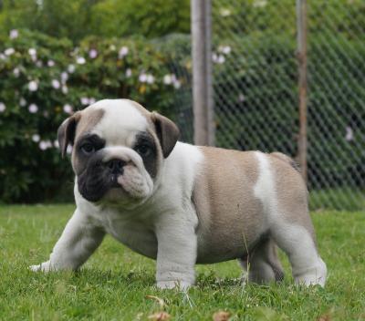 Bulldog