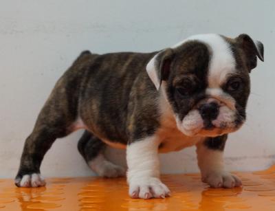 Bulldog