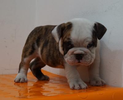 Bulldog