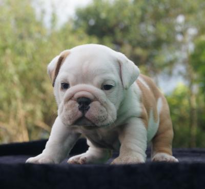 Bulldog