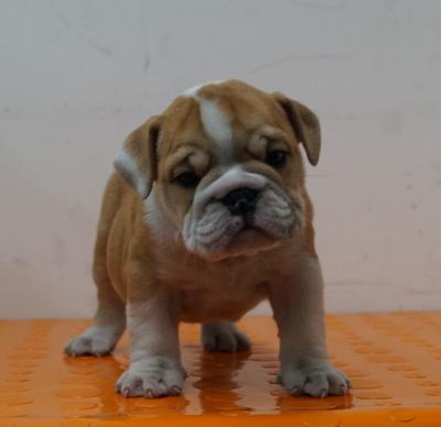 Bulldog