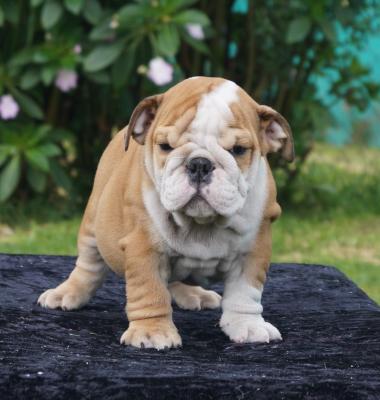 Bulldog