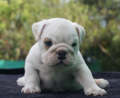 Bulldog