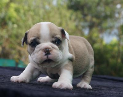 Bulldog