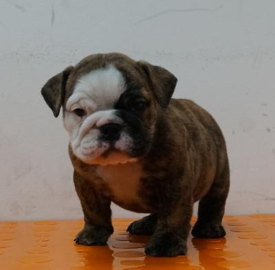 Bulldog