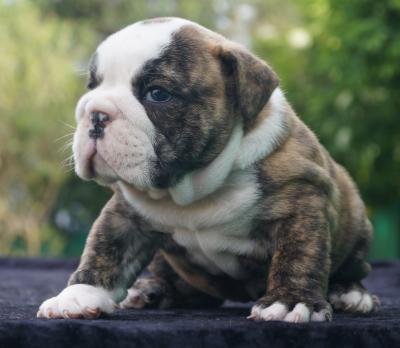 Bulldog