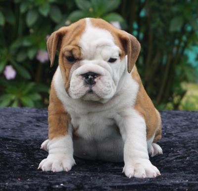 Bulldog