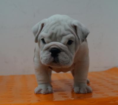 Bulldog