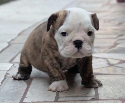 Bulldog