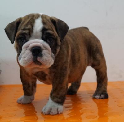 Bulldog