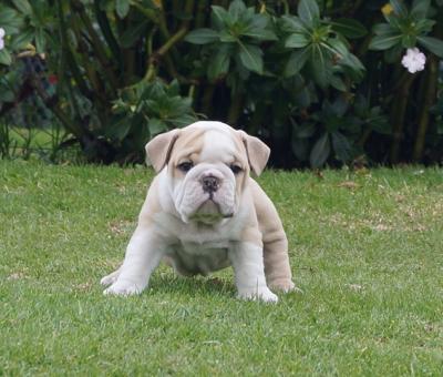 Bulldog