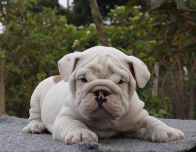 Bulldog