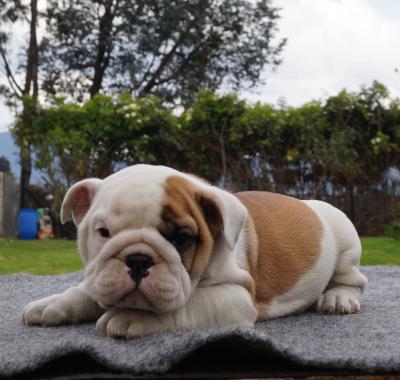 Bulldog