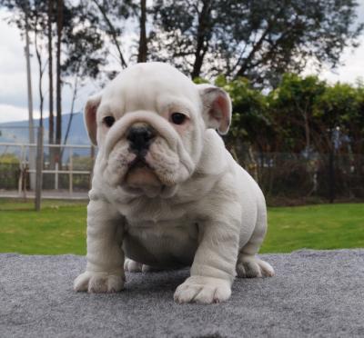 Bulldog