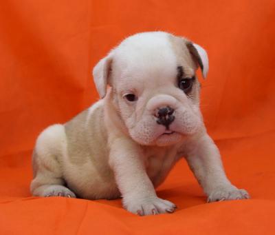 Bulldog