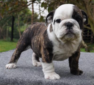 Bulldog