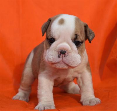 Bulldog