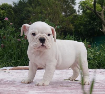 Bulldog