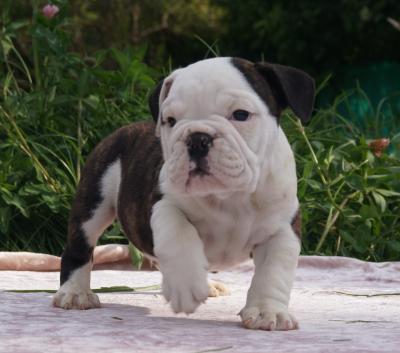 Bulldog