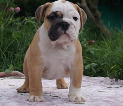 Bulldog