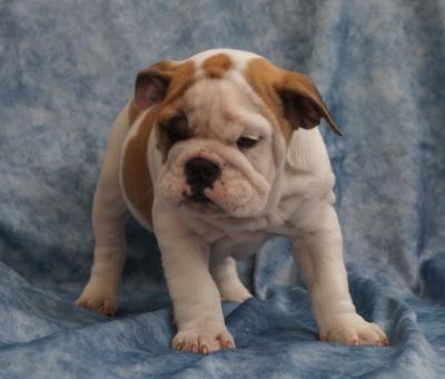 Bulldog