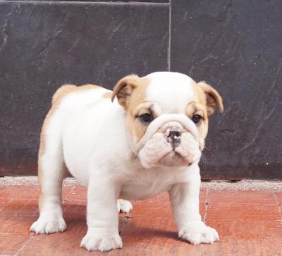 Bulldog