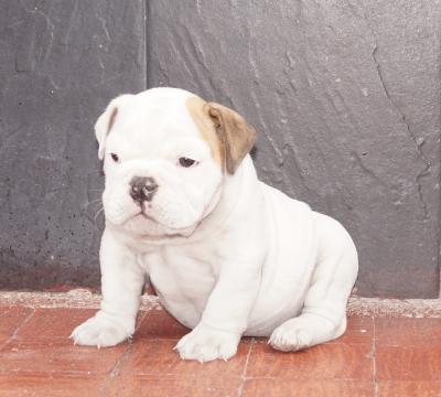 Bulldog