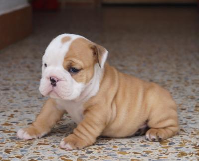 Bulldog