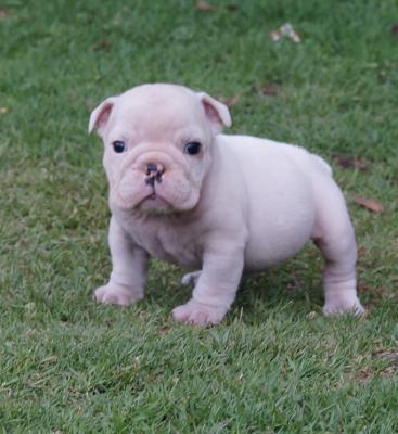 Bulldog