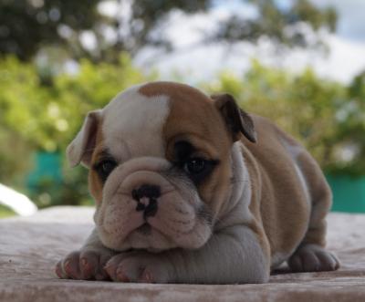 Bulldog