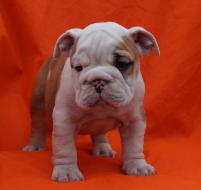 Bulldog