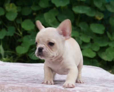 Bulldog