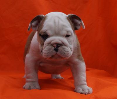 Bulldog