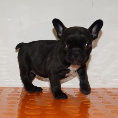 Bulldog