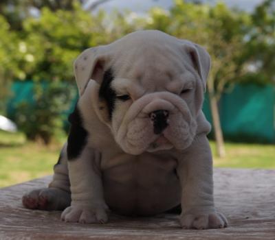 Bulldog