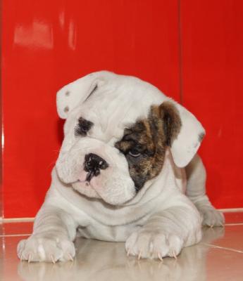 Bulldog